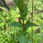 Hypericum punctatum List