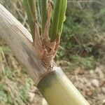 Phyllostachys viridis その他の提案