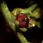 Lipandra polysperma Blüte