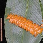 Calathea similis Other