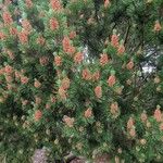 Pinus mugo 葉