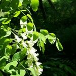 Robinia pseudoacaciaFlower