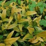 Syzygium myrtifolium Hoja
