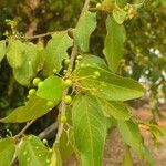 Maerua angolensis Fruit