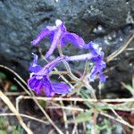Delphinium bicolor 花