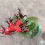 Kalanchoe crenata Λουλούδι