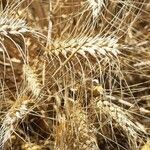 Triticum turgidum Fruto