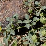 Physalis crassifolia Habitatea