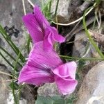 Vicia pyrenaica Květ