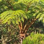 Cyathea glauca Leaf