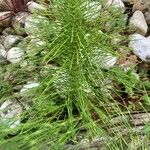 Equisetum pratenseLeaf