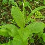 Veratrum nigrum Blatt