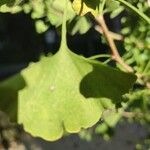 Ginkgo bilobaLapas