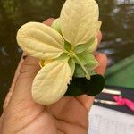 Senna bacillaris 花