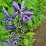 Camassia quamash Flower