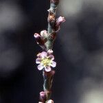 Polygonum equisetiforme