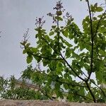 Paulownia tomentosaFlower