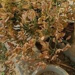 Euphorbia tithymaloides Virág