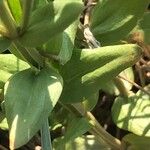 Centaurium tenuiflorum Lehti