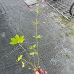 Geranium phaeumFlor