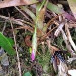 Tillandsia complanata