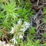 Drypis spinosa Flower