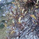 Salix pyrenaica Plante entière