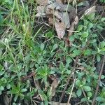 Antennaria neglecta Blatt