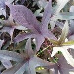 Ipomoea tiliacea Leaf