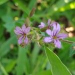 Cuphea ericoides Blomst