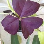 Oxalis triangularis A. St.-Hil. Leaf