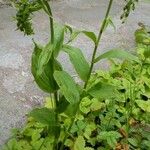 Epipactis phyllanthes Habit