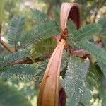 Calliandra selloi Frutto