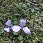Herbertia lahue Flower