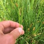 Juncus acutiflorus Leaf