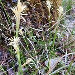 Carex caryophyllea Характер