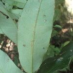 Hylodendron gabunense Hoja