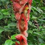 Heliconia danielsiana