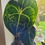 Anthurium clarinervium List