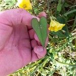 Camonea umbellata Leaf