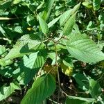 Melochia nodiflora Hoja