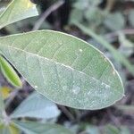 Crotalaria grahamiana Hoja