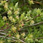 Salix caesia Other