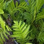 Tanacetum macrophyllum Листок