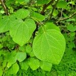 Disanthus cercidifolius Leaf