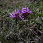 Thymus linearis Habit