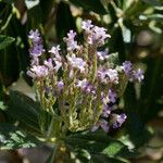 Eriodictyon trichocalyx Flower