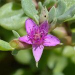Sesuvium verrucosum Λουλούδι