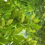 Carya cordiformis List