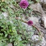 Allium sphaerocephalum Flower